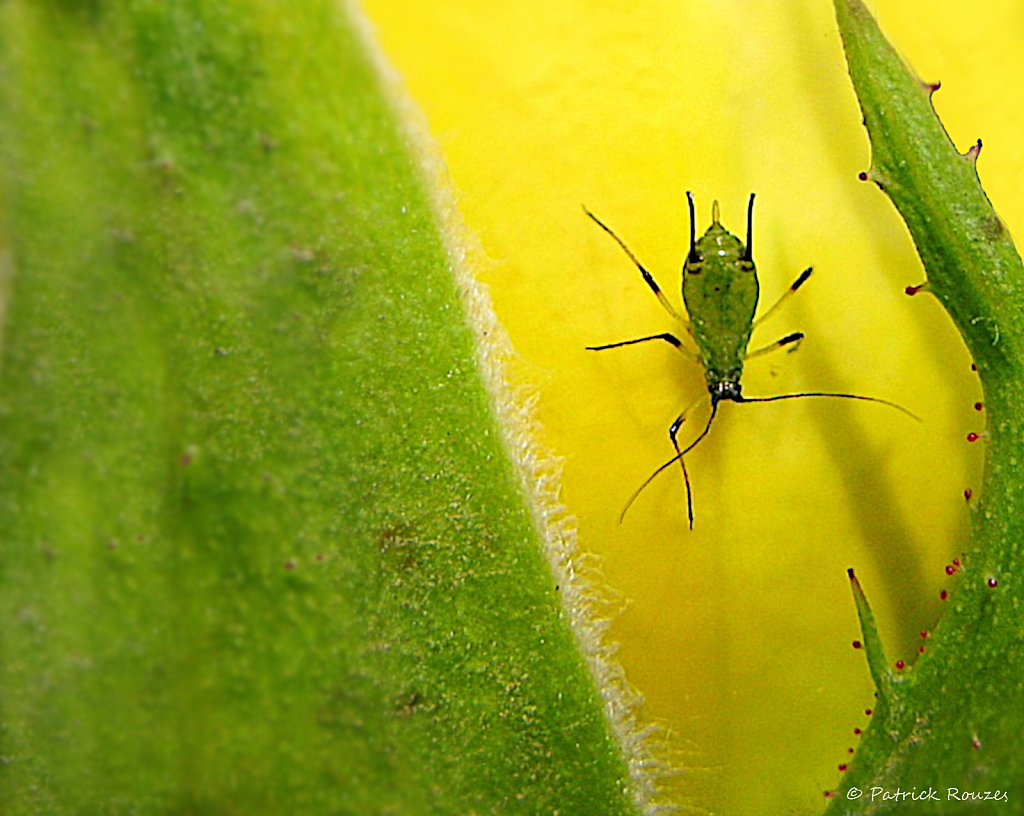 Aphids Eating The Roses