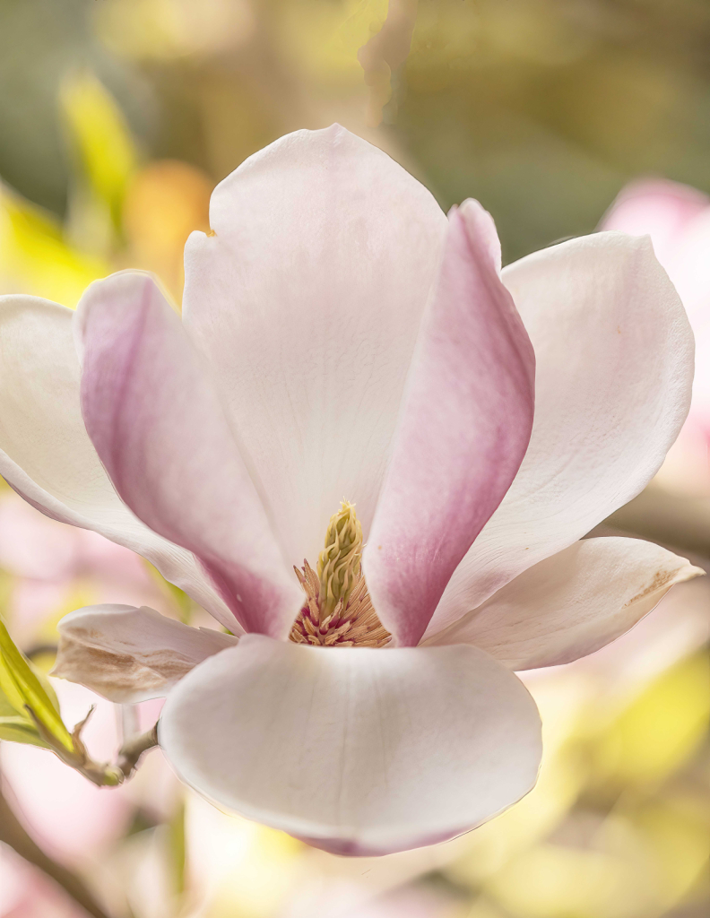 Magnolia Flower