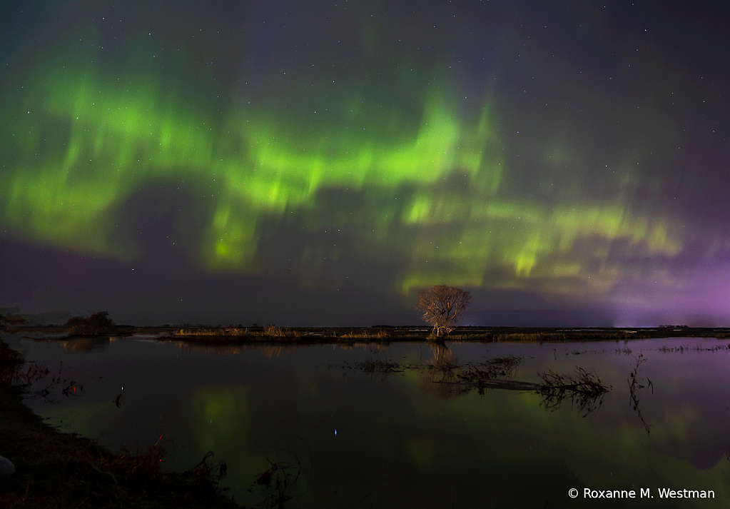 Lone tree and Northern Lights