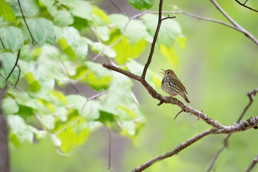 Ovenbird in the Woods