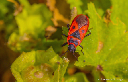 Red bug on mallow