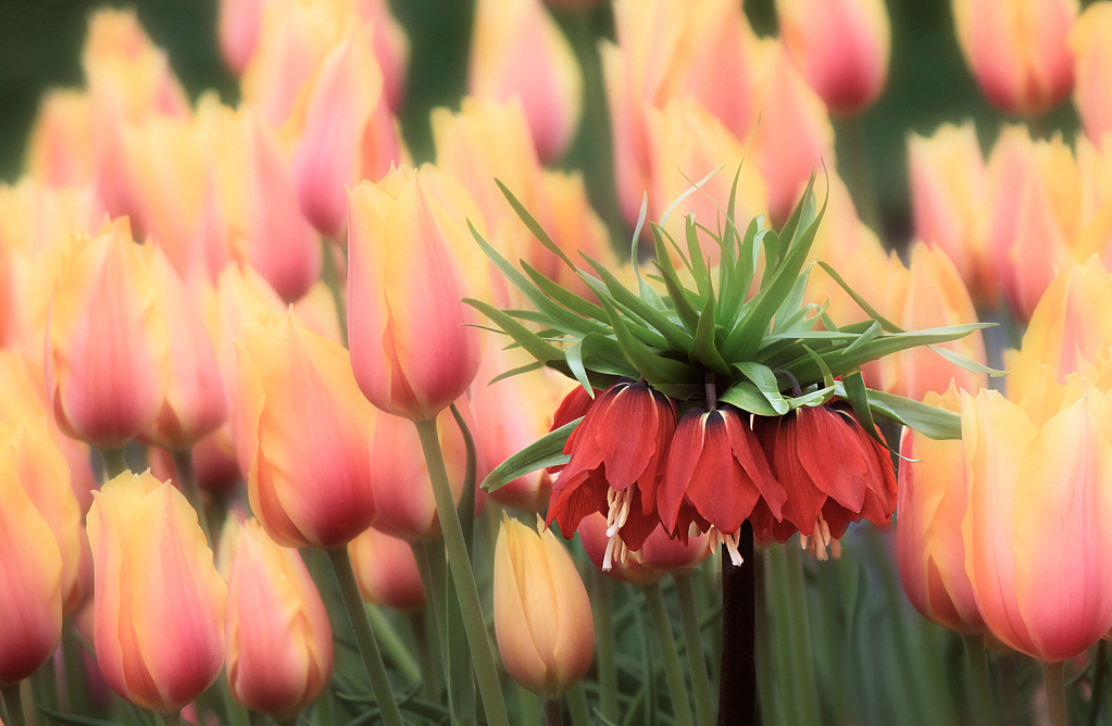 fritillaria imperialis, crown imperial