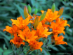 Lilies
