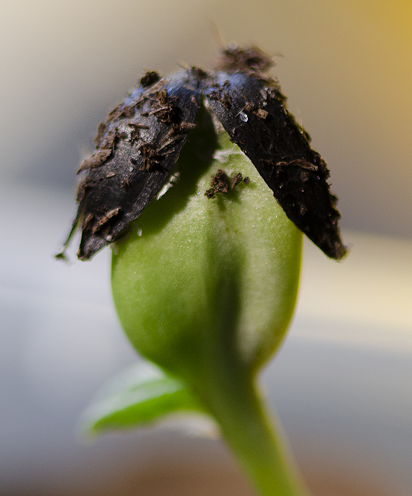 Sunflower busting out!