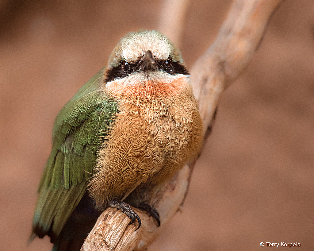 White-fronted Bee-Eater - ID: 16066064 © Terry Korpela