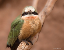 Photography Contest Grand Prize Winner - May 2023: White-fronted Bee-Eater
