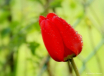 A Red Tulip