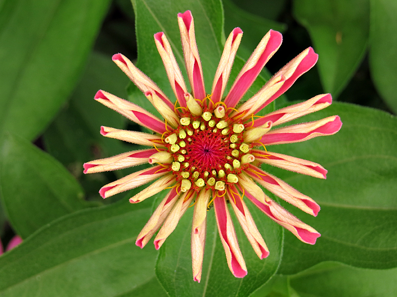 New Zinnia