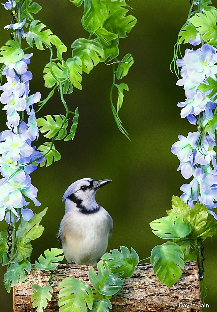 It’s A Blue Jay Kind Of Day