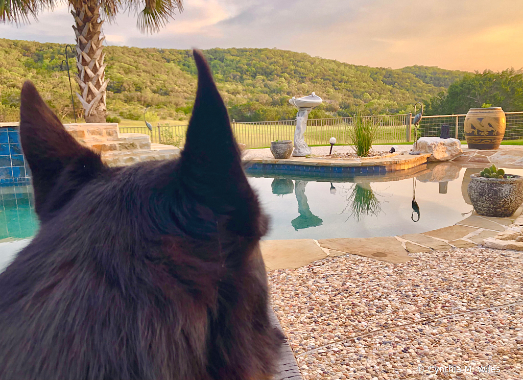 Watching the Sun Set 