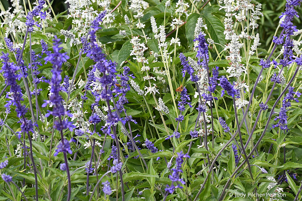 bees and blossoms....