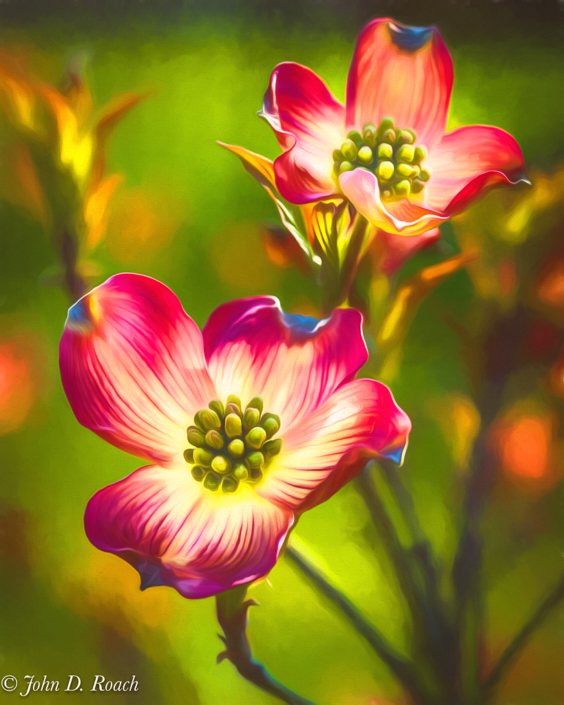 Backlit Dogwood - ID: 16066501 © John D. Roach