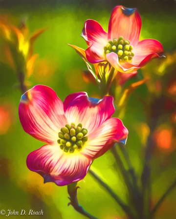 Backlit Dogwood