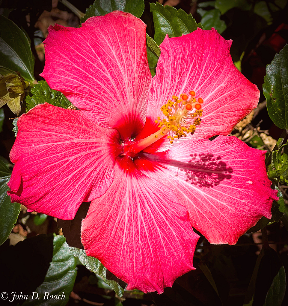 Red Hibiscus - ID: 16066505 © John D. Roach