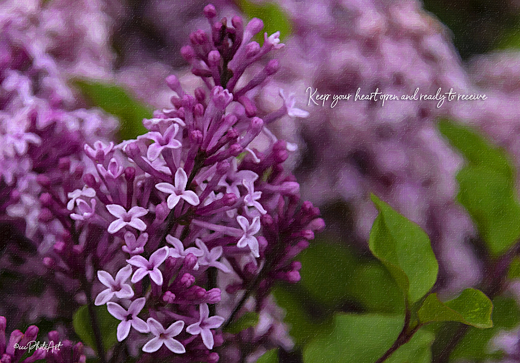 Blooms & Buds - ID: 16066677 © Candice C. Calhoun