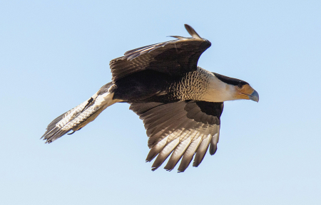 Flying Crested Caracara
