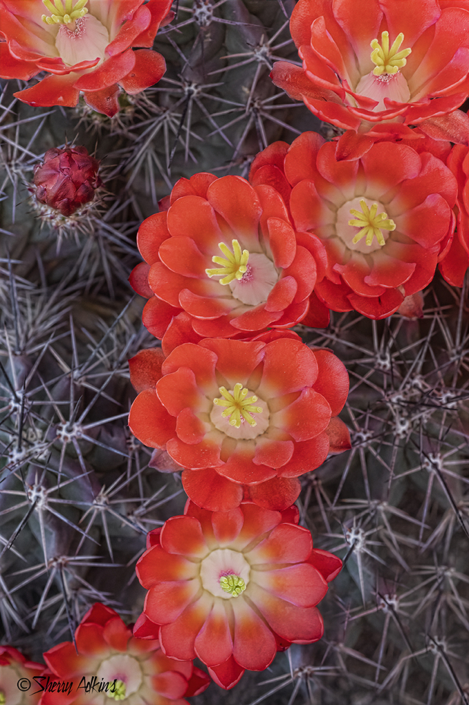 Hedgehog Cactus blooms - ID: 16066693 © Sherry Karr Adkins