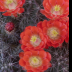 2Hedgehog Cactus blooms - ID: 16066693 © Sherry Karr Adkins