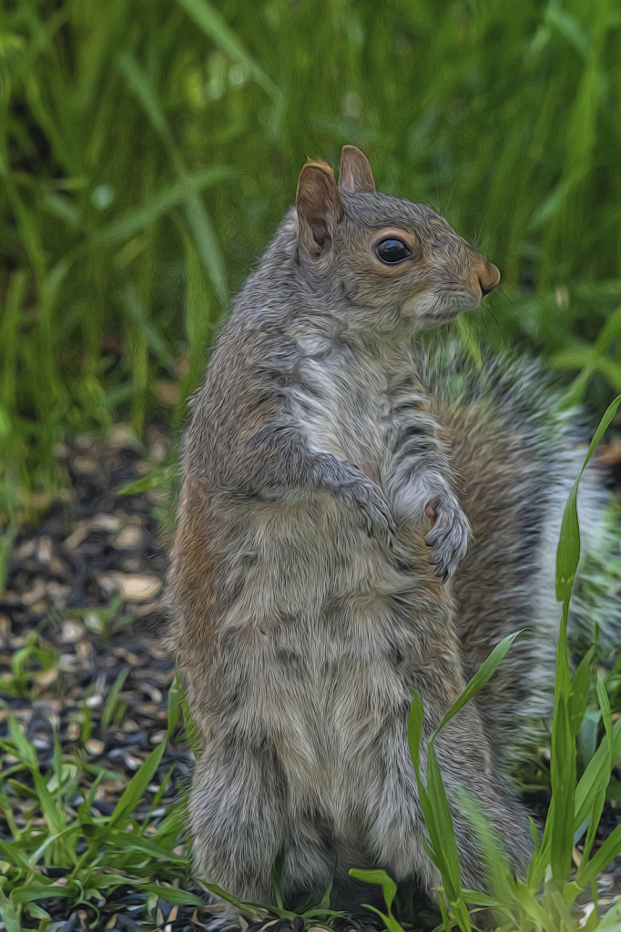 Momma Squirrel