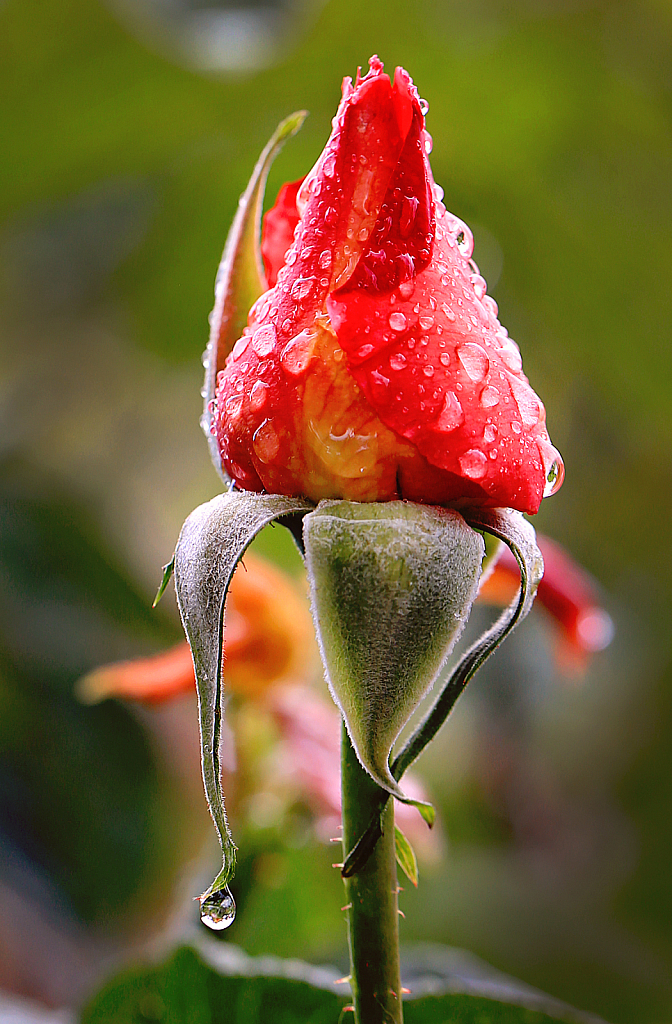 Rain Soaked Red