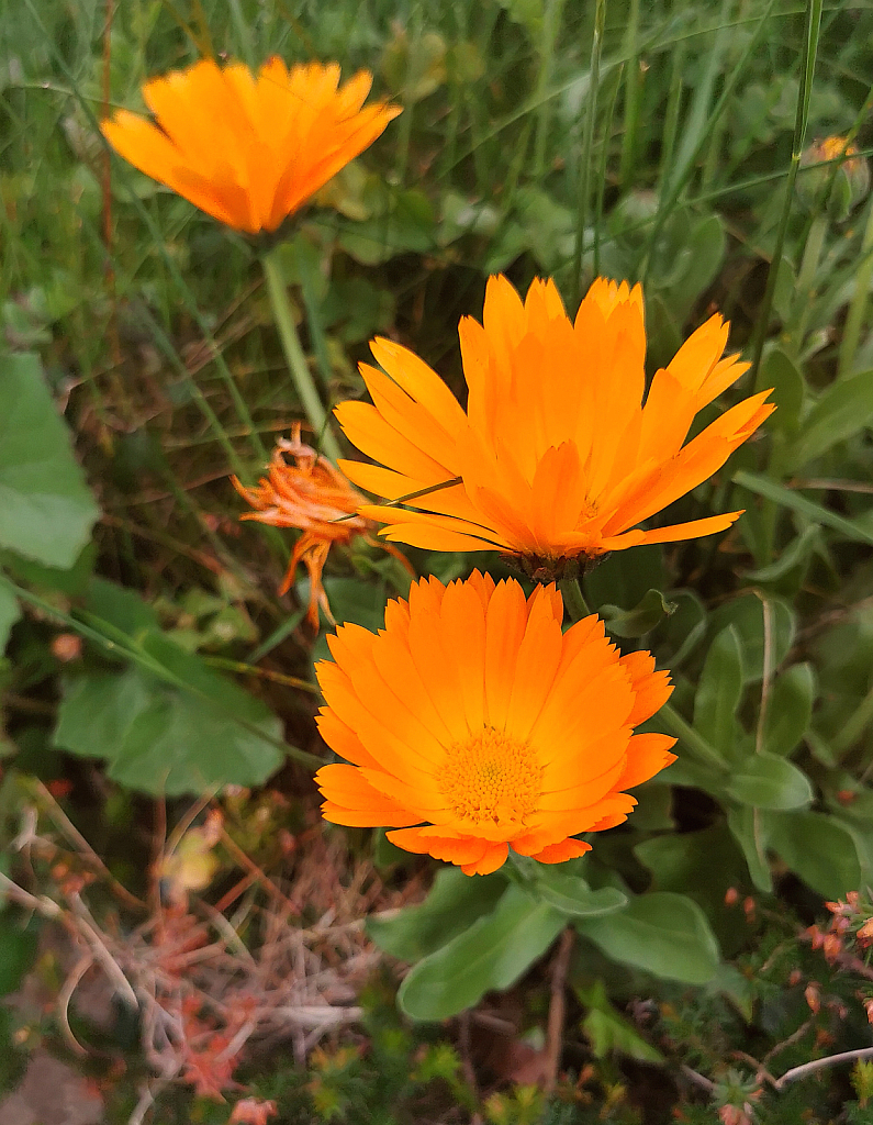img7