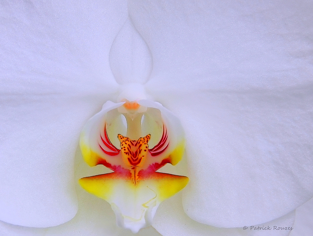 White Orchid