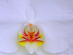 White Orchid