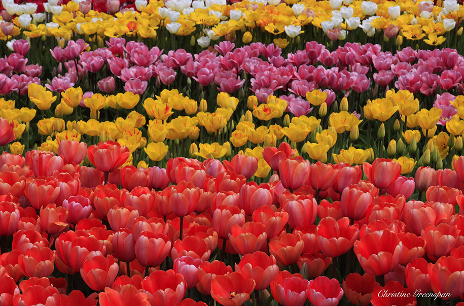 Tulip Fest