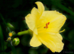 Lemon Lily