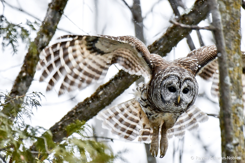Flight of the Barred Owl