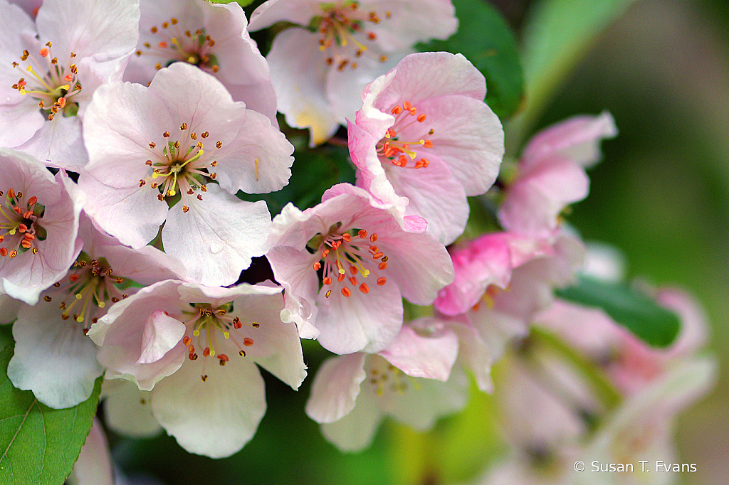 Dainty Blossoms