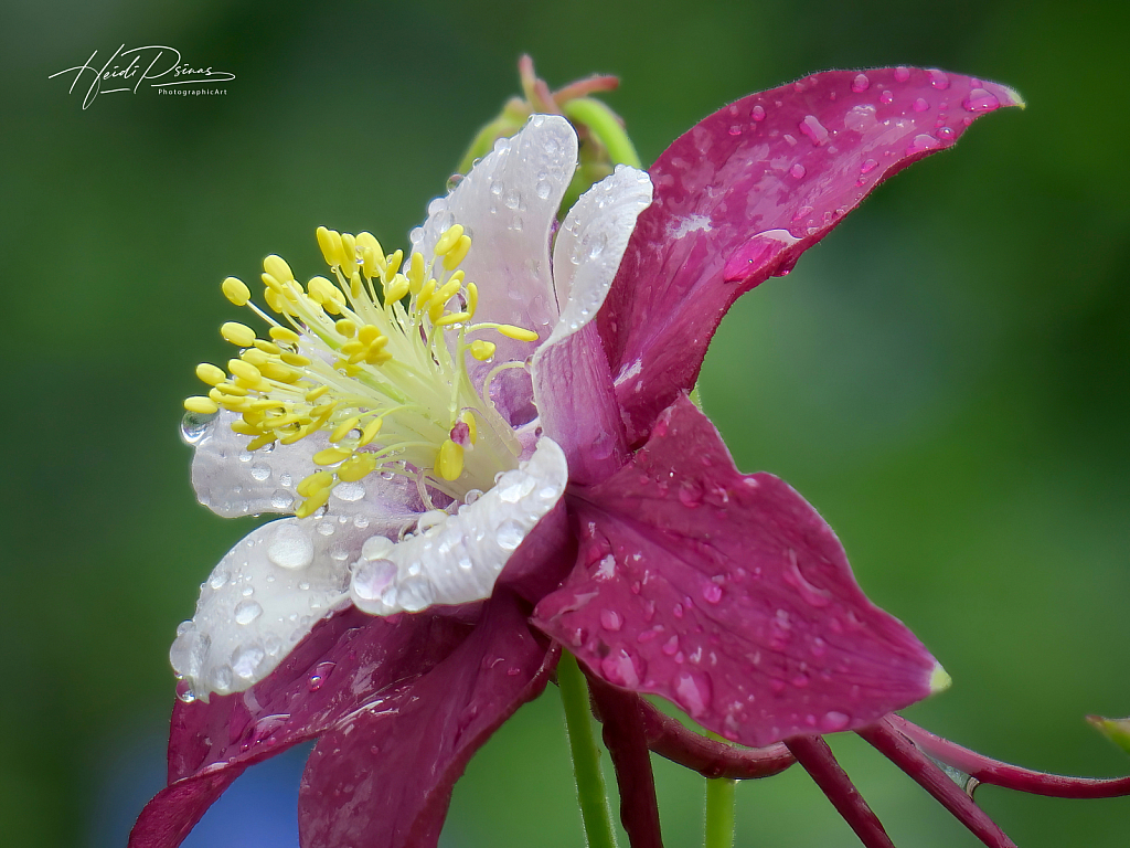 Columbine Singing in the Rain