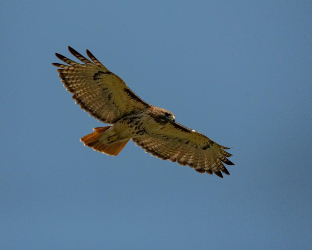 Red Tail Hawk Flyover