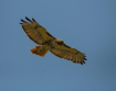 Red Tail Hawk Fly...