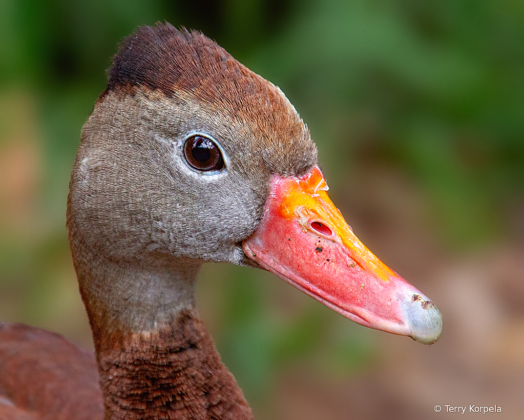 White-faced Whistling Duck  - ID: 16067059 © Terry Korpela
