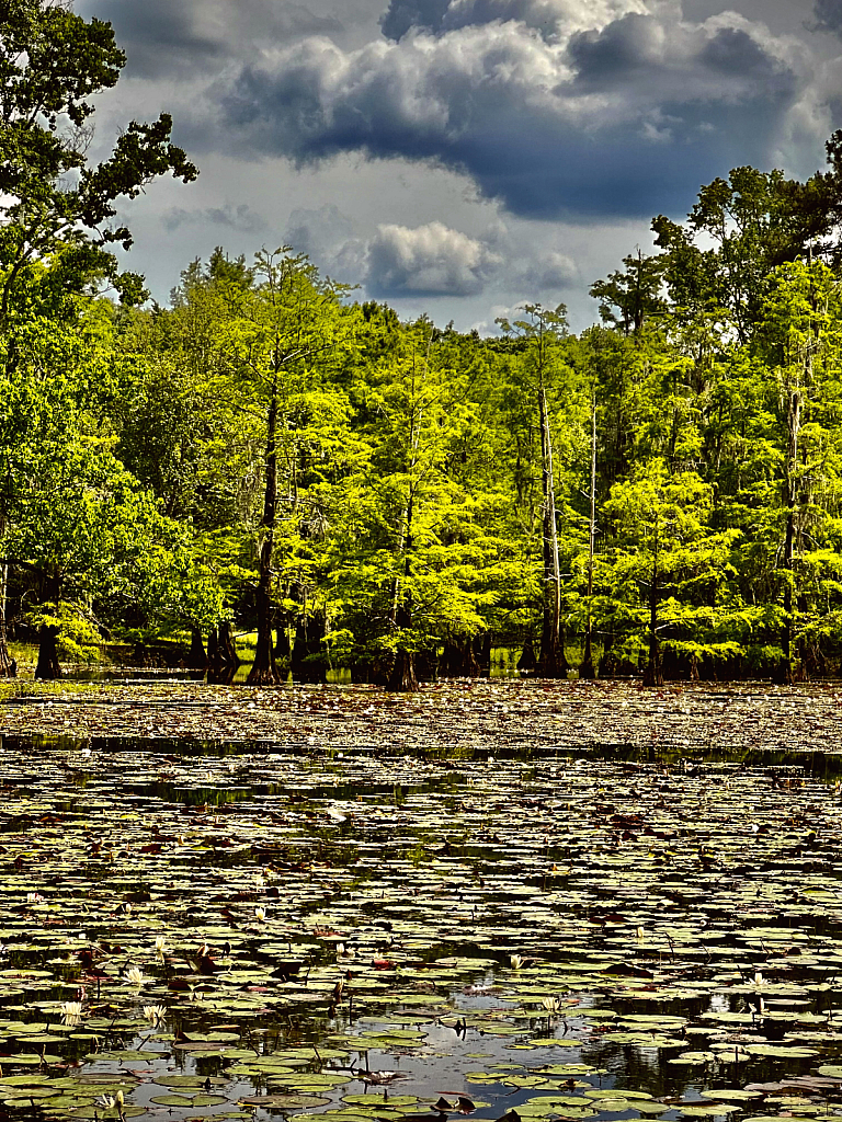 Lily pad covered pond - ID: 16067113 © Elizabeth A. Marker