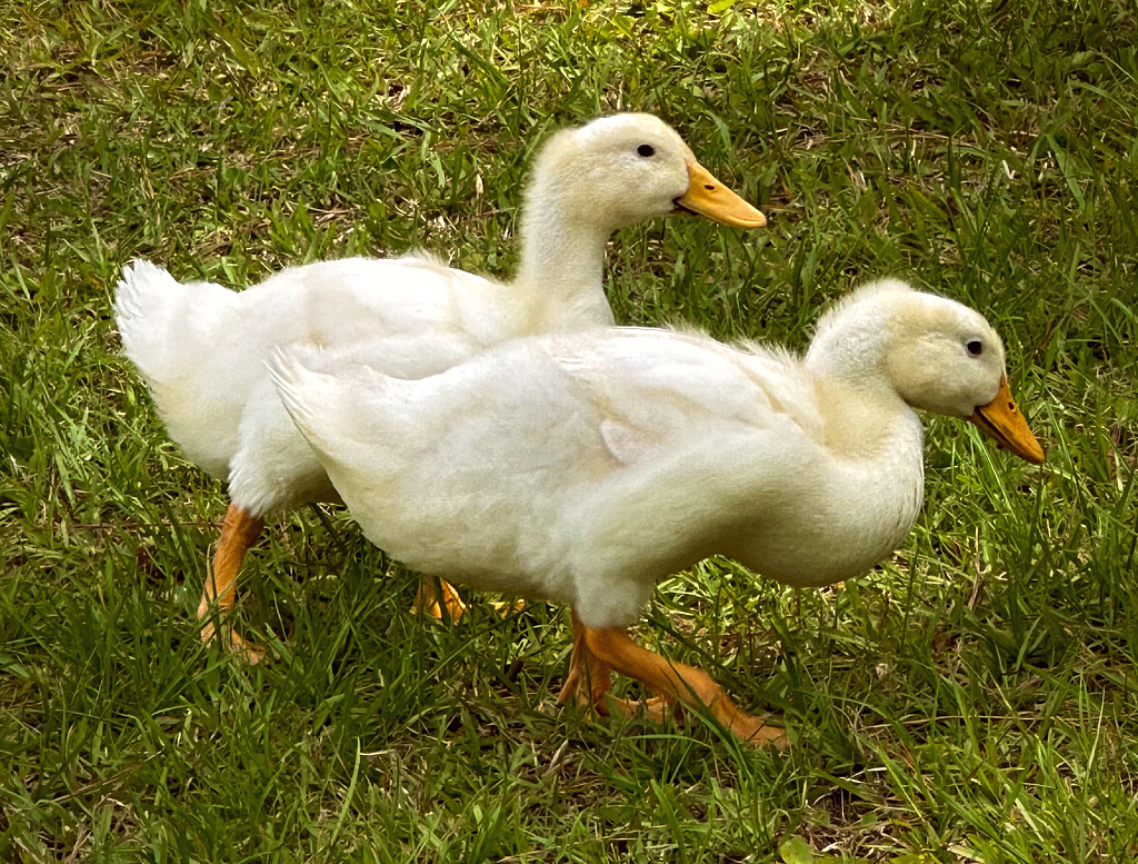 Darling Ducklings