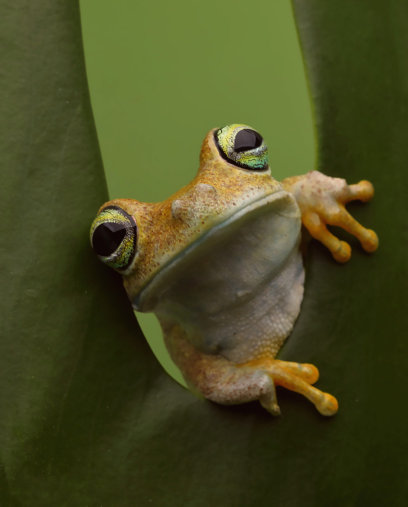 Green Eyed Frog