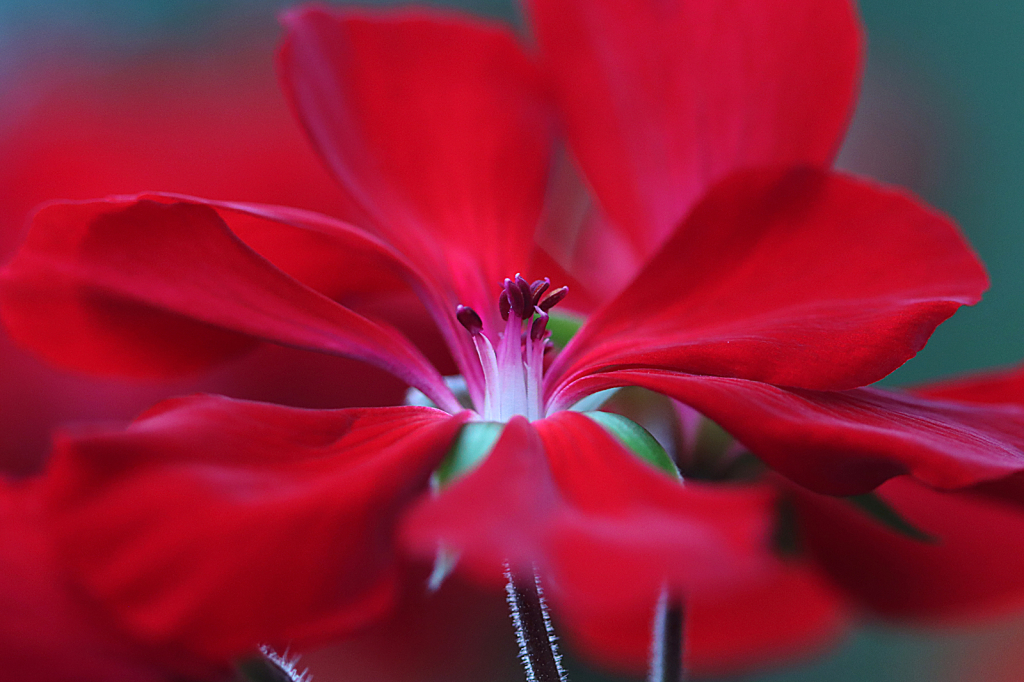 Geranium - ID: 16067240 © Lori A. Nevers