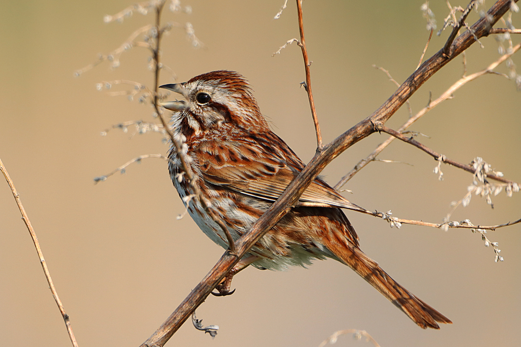 Sparrow