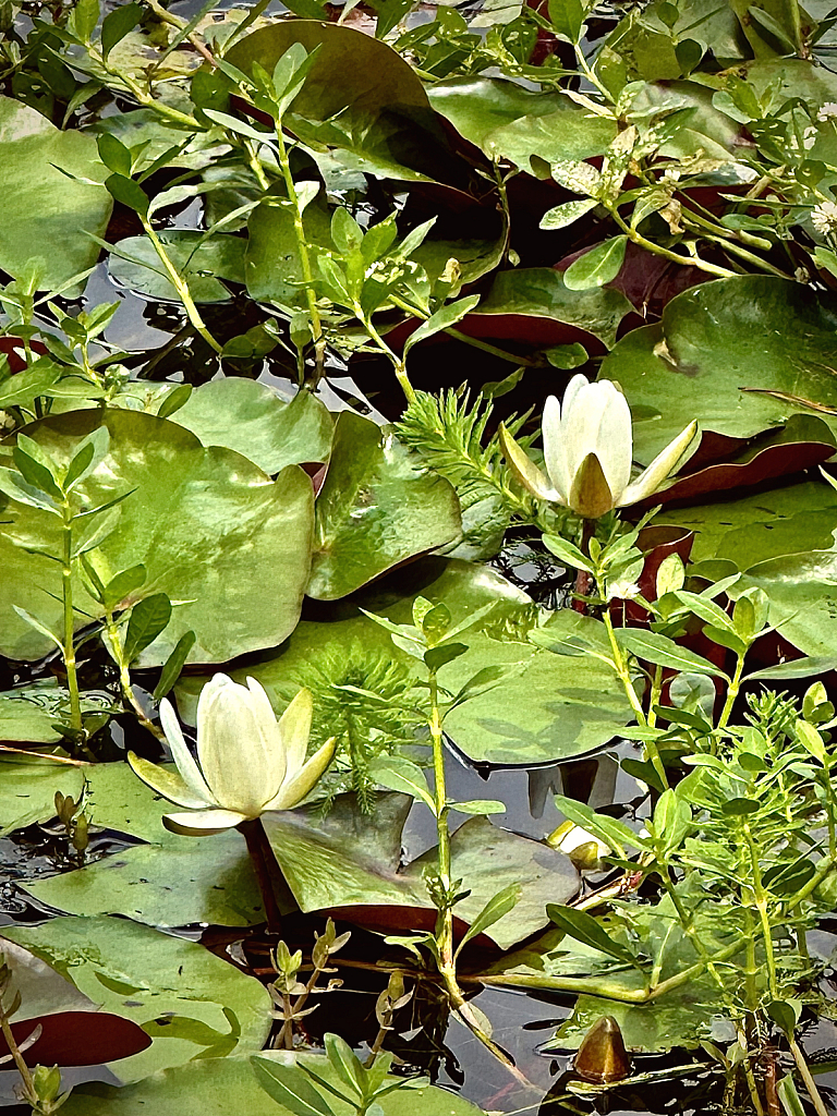 Lovely lilies - ID: 16067246 © Elizabeth A. Marker