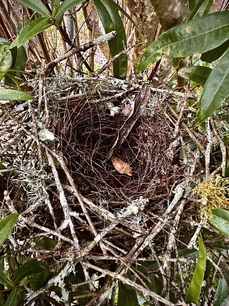 Nicely built nest - ID: 16067249 © Elizabeth A. Marker