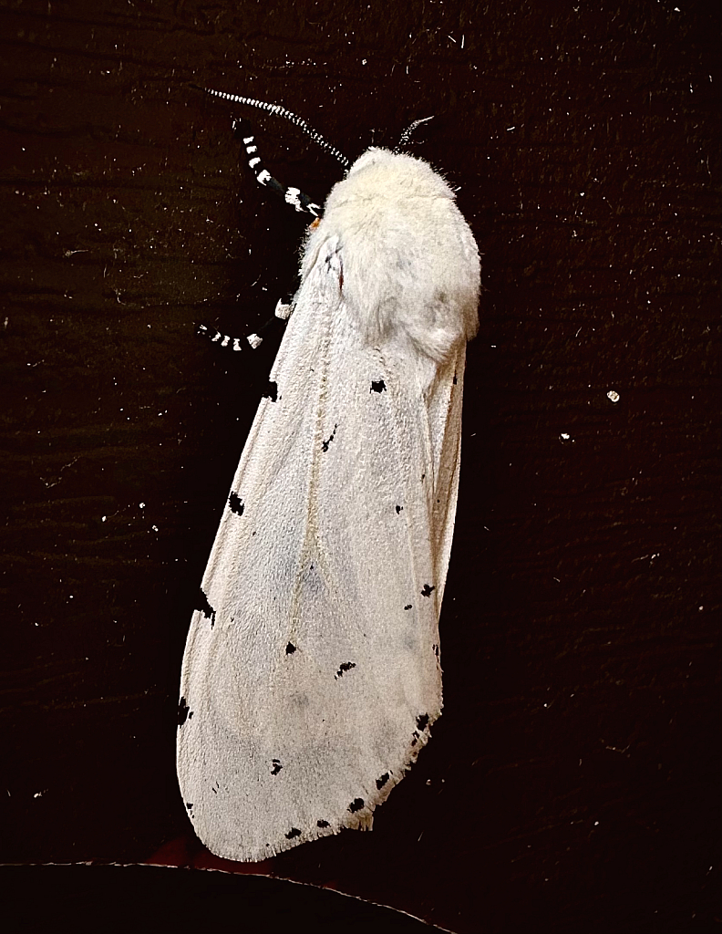 Salt marsh moth - ID: 16067251 © Elizabeth A. Marker