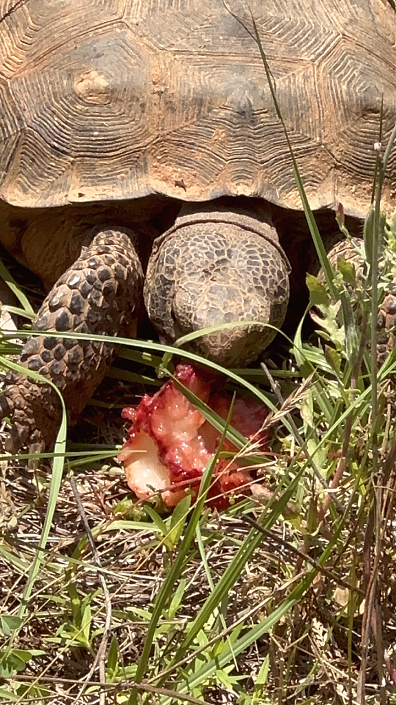 Gopher Turtle enjoying a strawberry  - ID: 16067252 © Elizabeth A. Marker