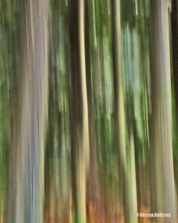 The Blurred Forest