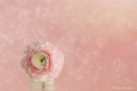 Pink Ranunculus