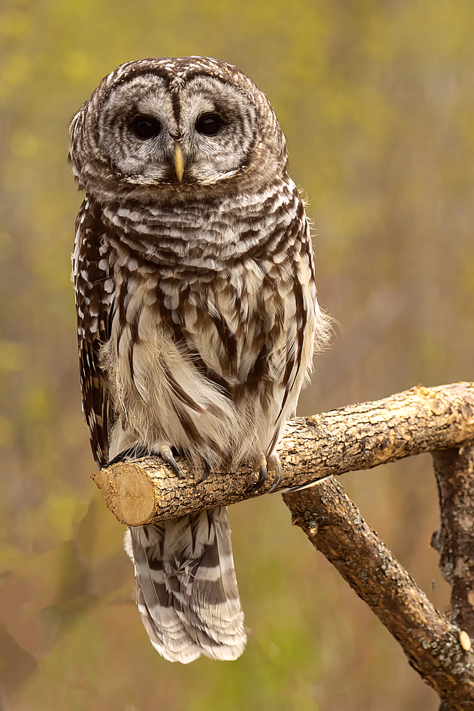 Barred Owl