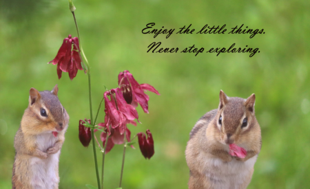 Enjoy the Little Things