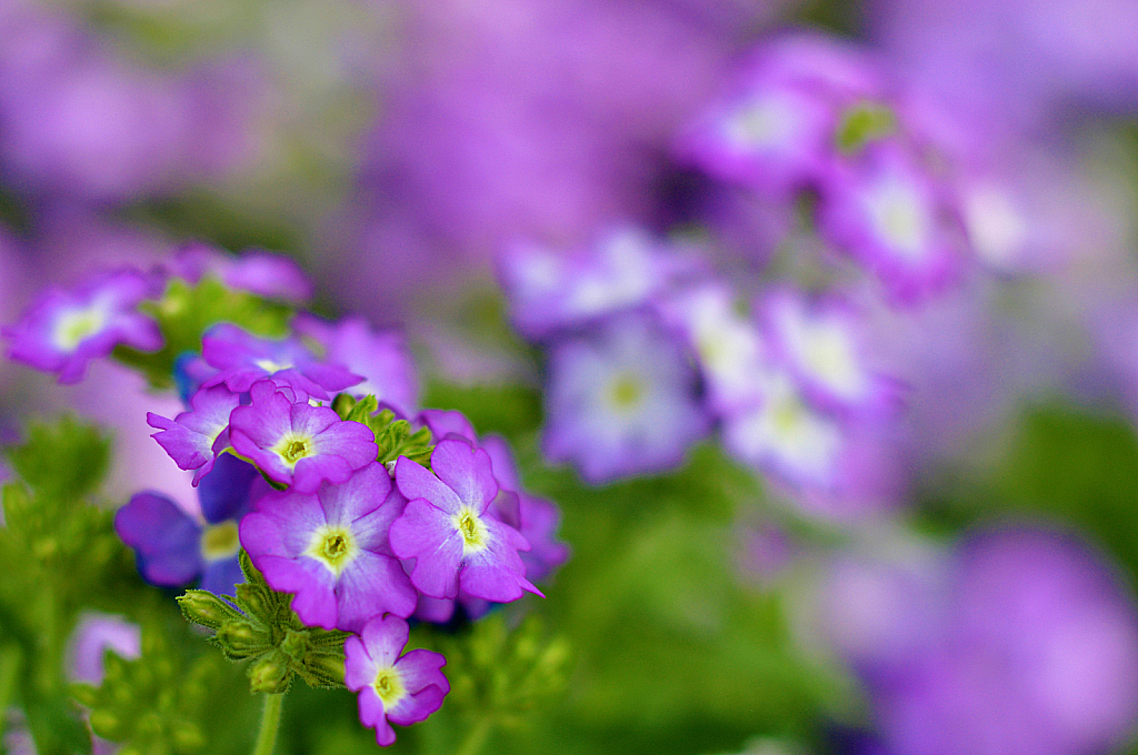 Verbena - In Spring