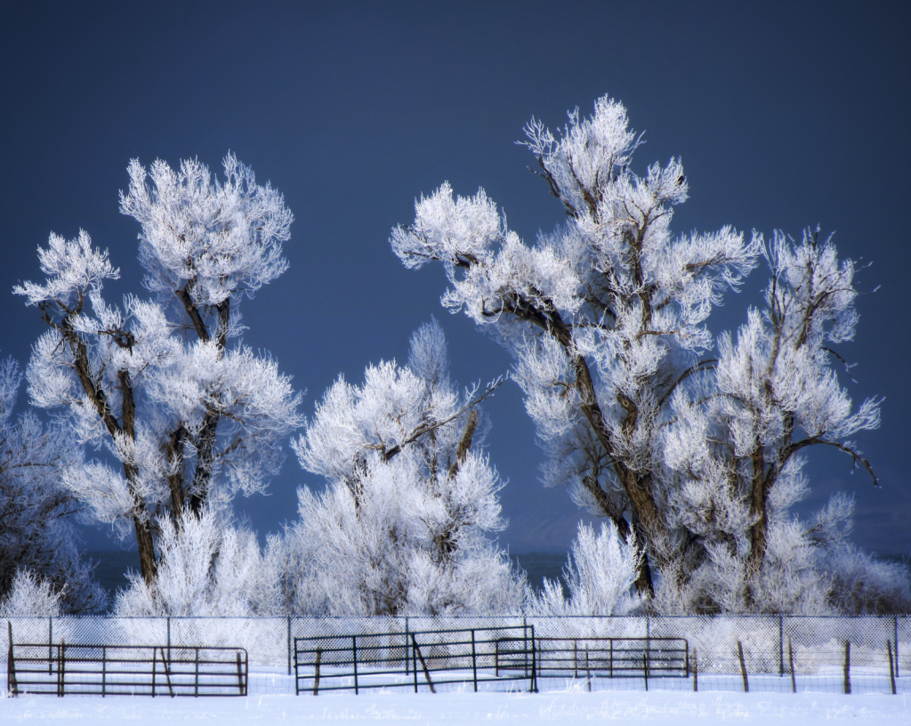 ~ Jack Frost Was Here ~ - ID: 16067367 © Trudy L. Smuin